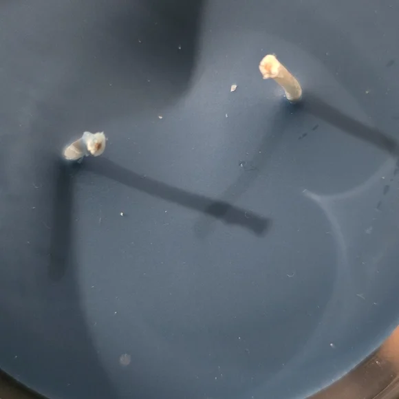 22oz 2 Wick Yankee Candle Turquoise Sky - Picture 2 of 2